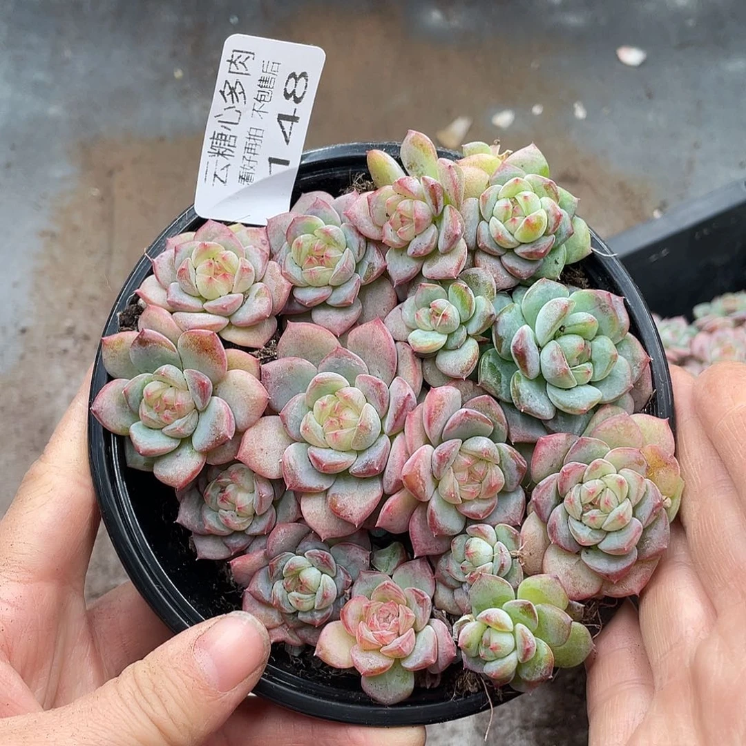 云糖心多肉植物148