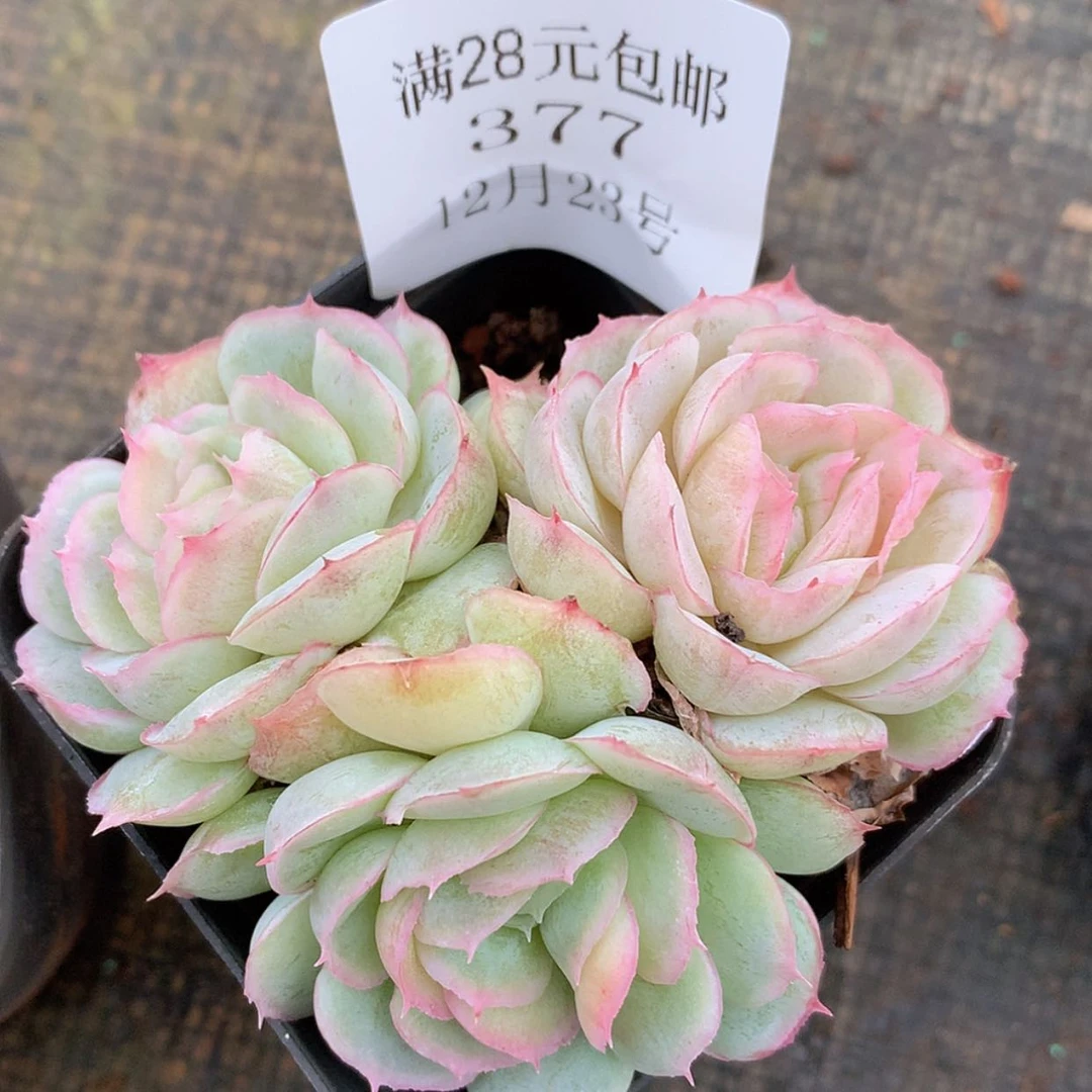 【闪购商品】云377号