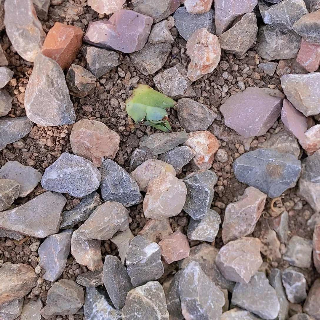 多肉植物龙蛇兰植物