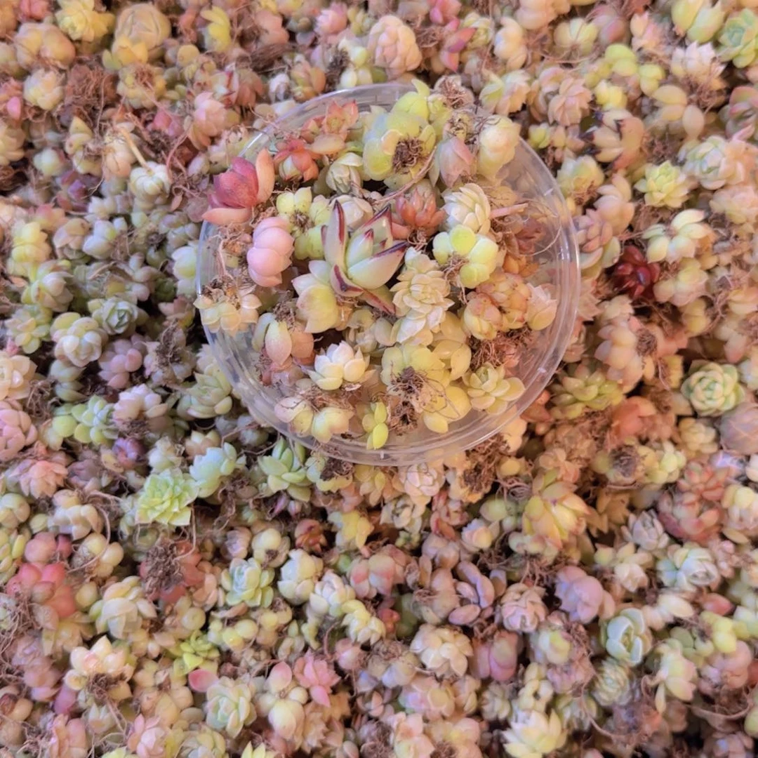 饭盒小苗保底50颗以上量拍