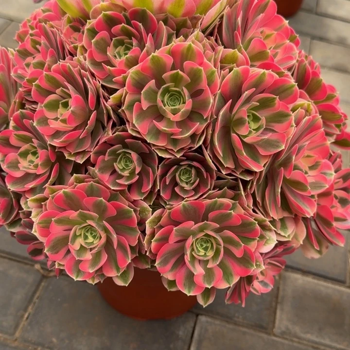 黑*粉女巫福利078肉肉