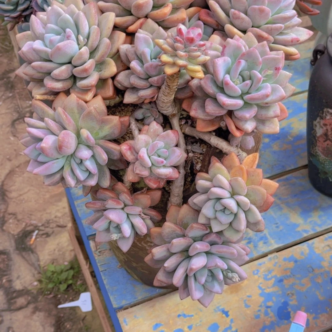 小*好多肉老桩额脱肉老桩