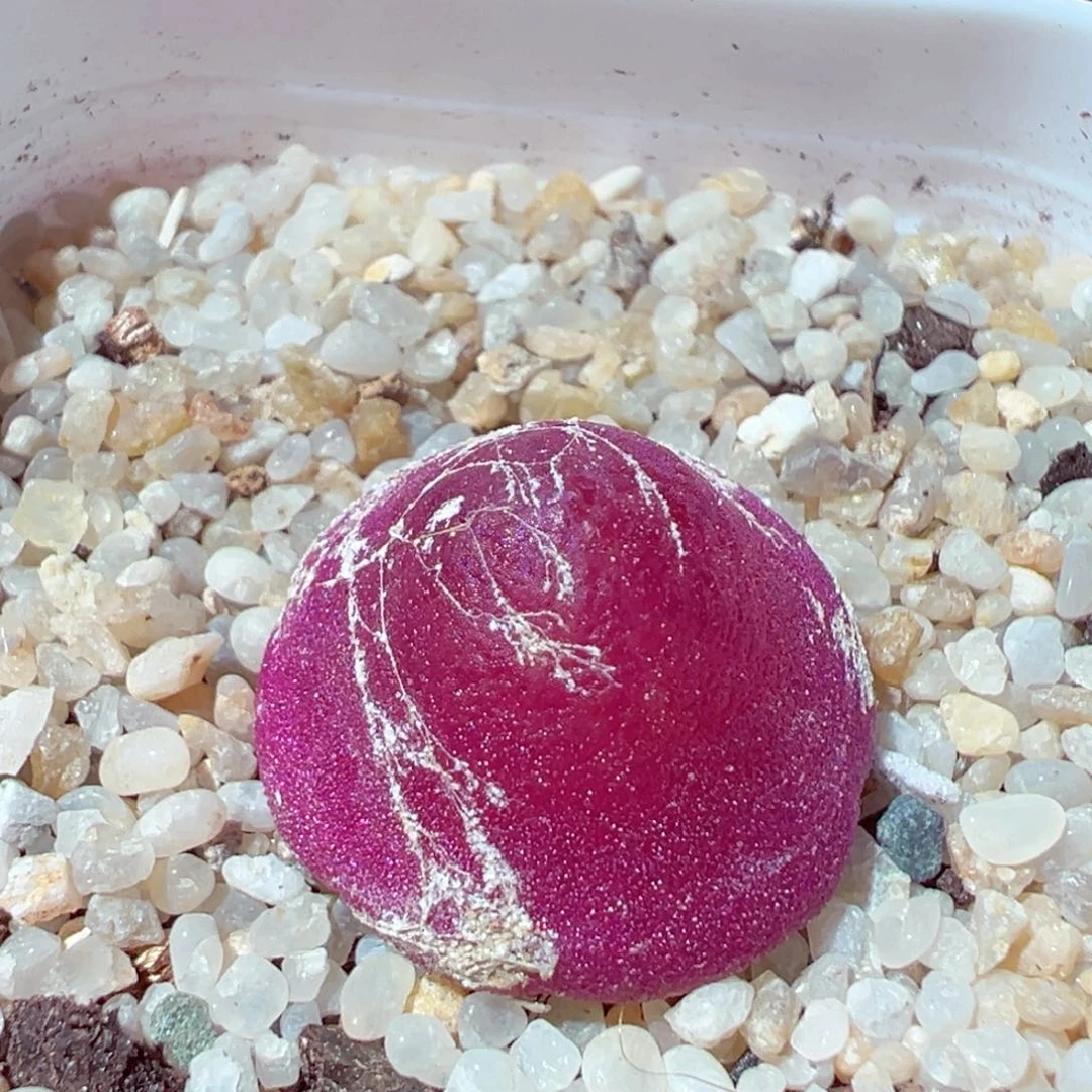 那***谁627-838.多肉多肉的