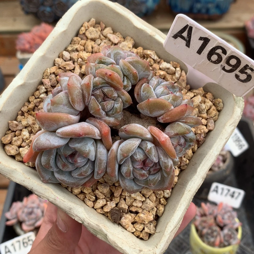 A1695 星影 有砍 8cm