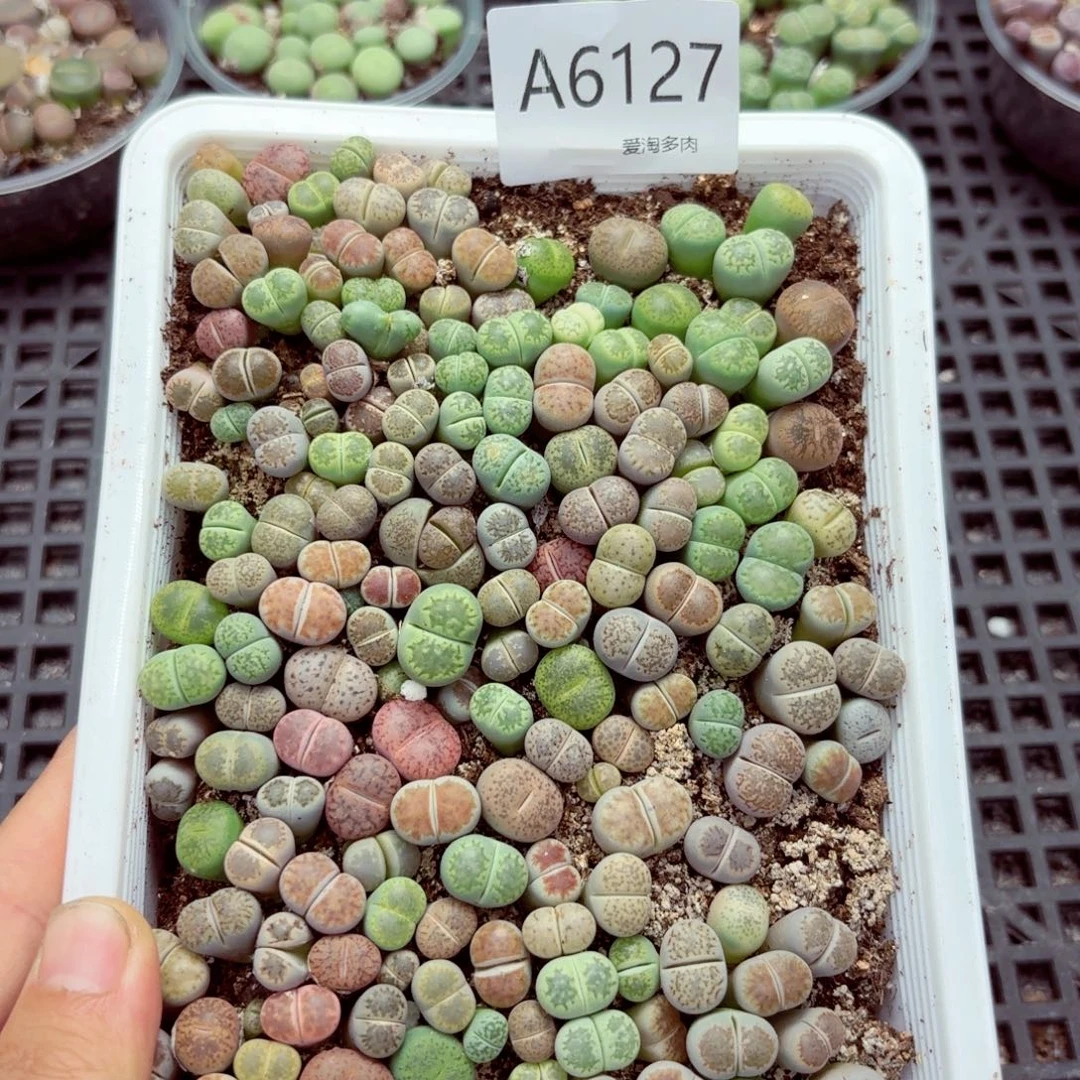 6127—生石花 生石花