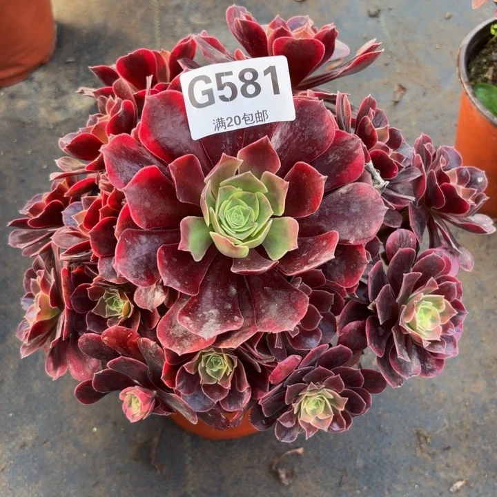 瑞妈多肉植物581.凤冠