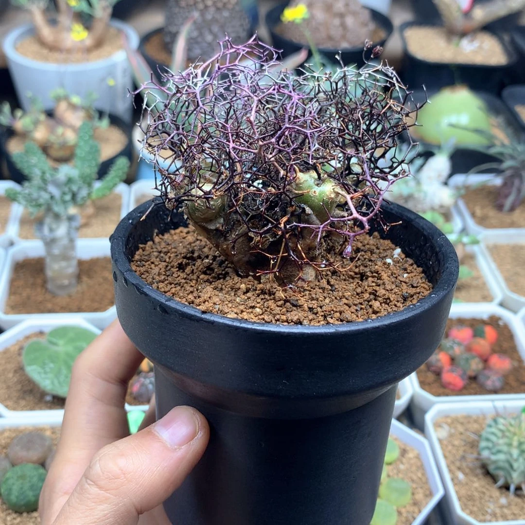 钢丝球万物想脱土