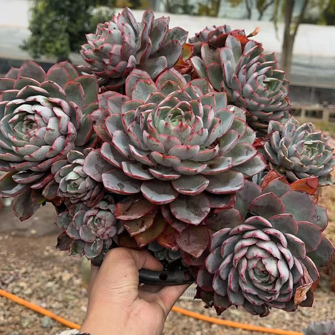 超大号赫拉  金金精品多肉植物