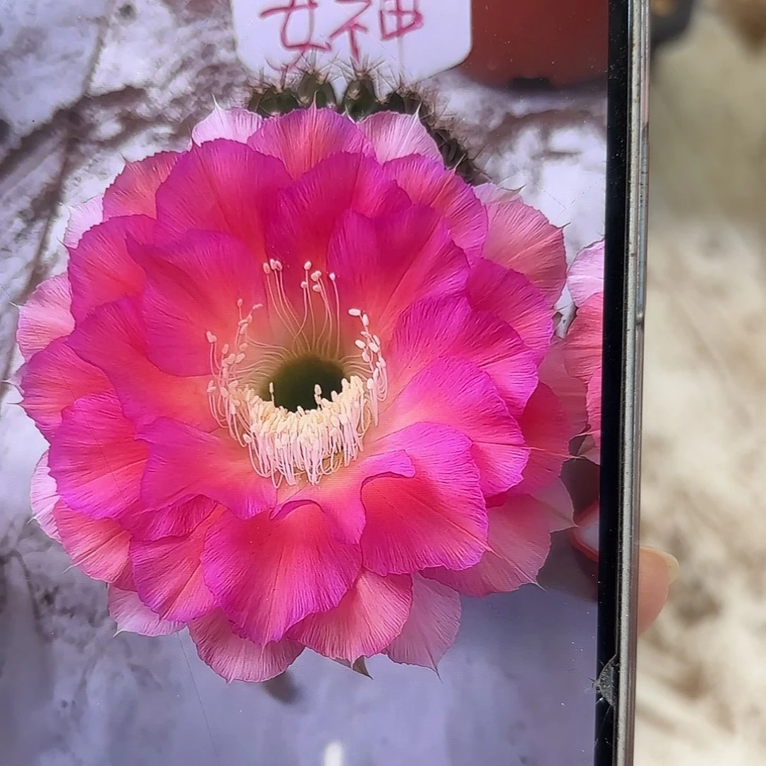 彩草女神7.5公分左右