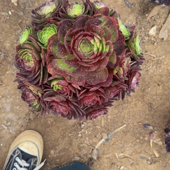 花月夜25.99加急发明天早上