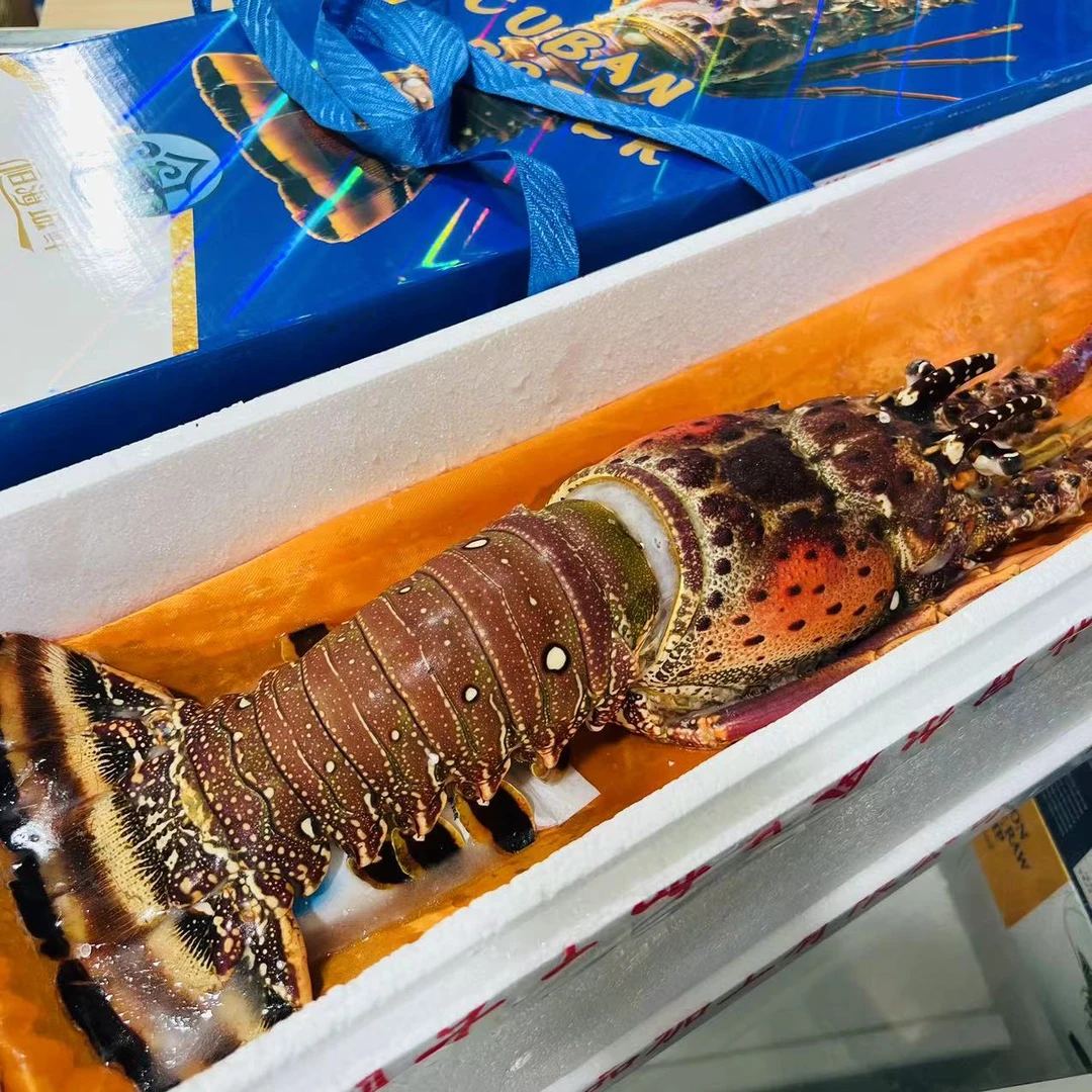 【礼盒装】古巴龙虾2.5kg