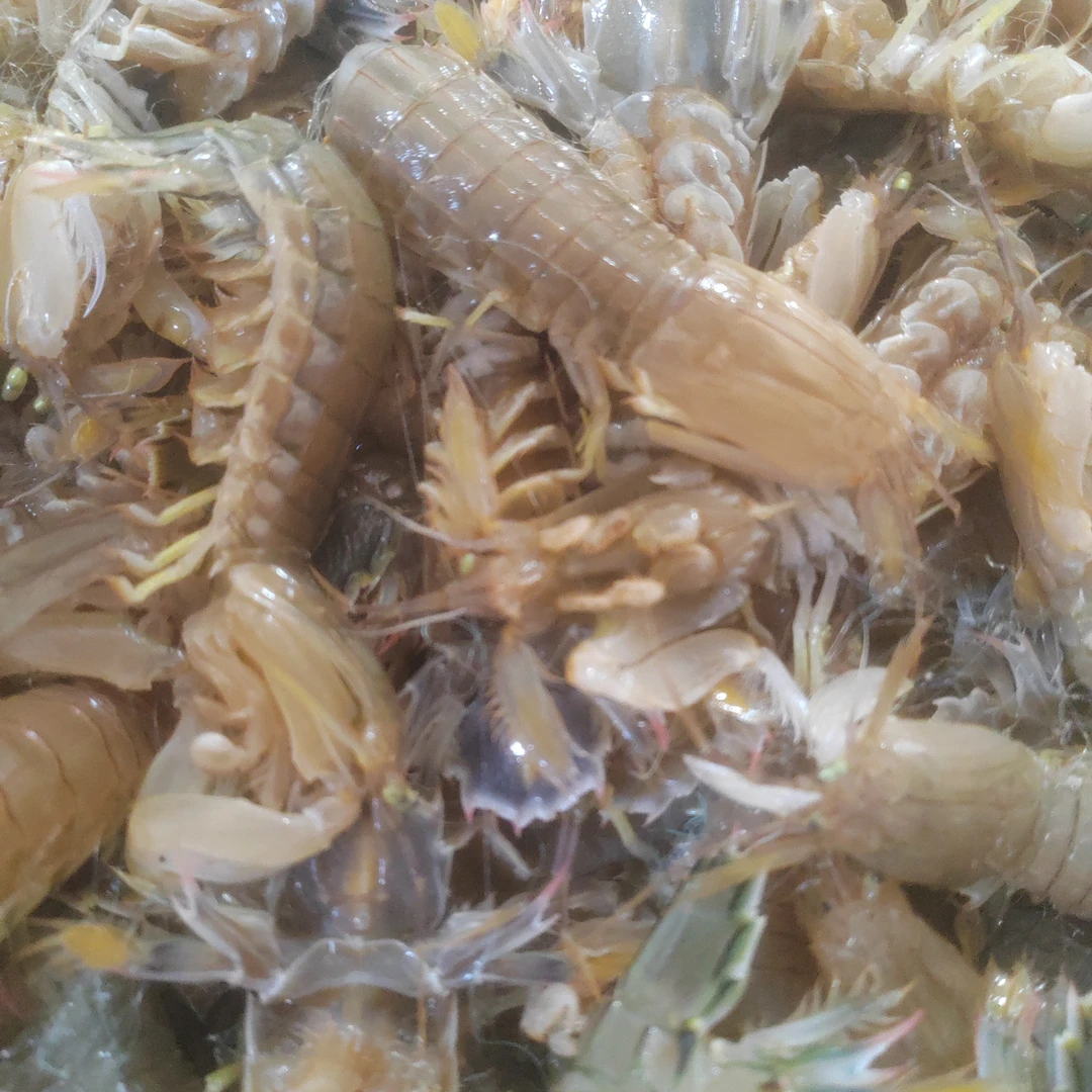 208元套餐3斤大片皮皮虾+3斤生蚝+3斤海螺