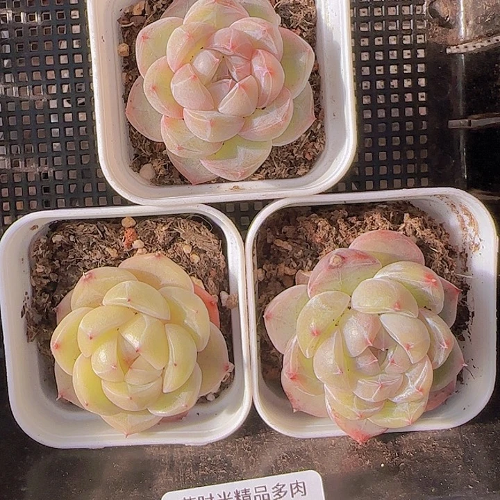 花时光精品多肉植物178