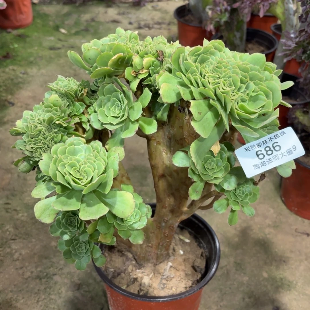 686绿羊绒缀化多肉植物