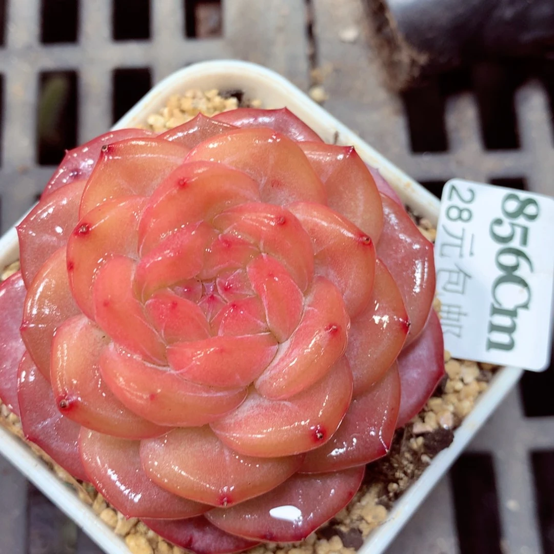 5厘米盆精控多肉856