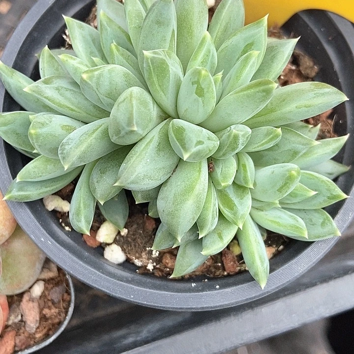 多肉植物幻影美人894