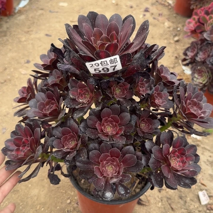 晚霞……多肉植物……