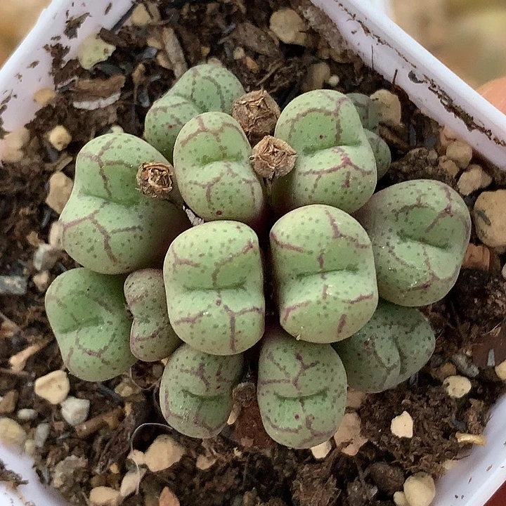 精品多肉植物精品大型园艺猴脸