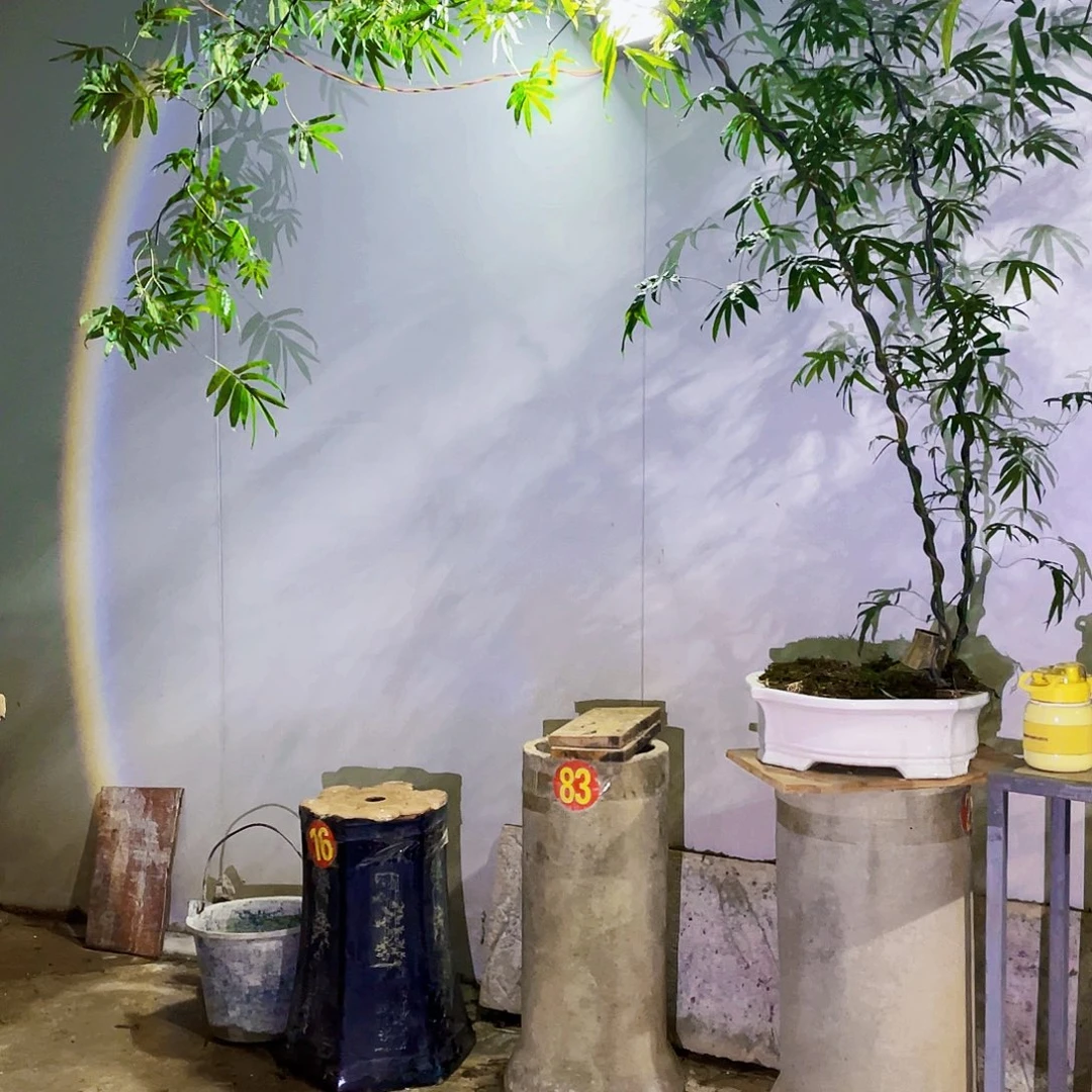 陶***烨无花朵小叶簕竹熟桩陶瓷盆一物一拍