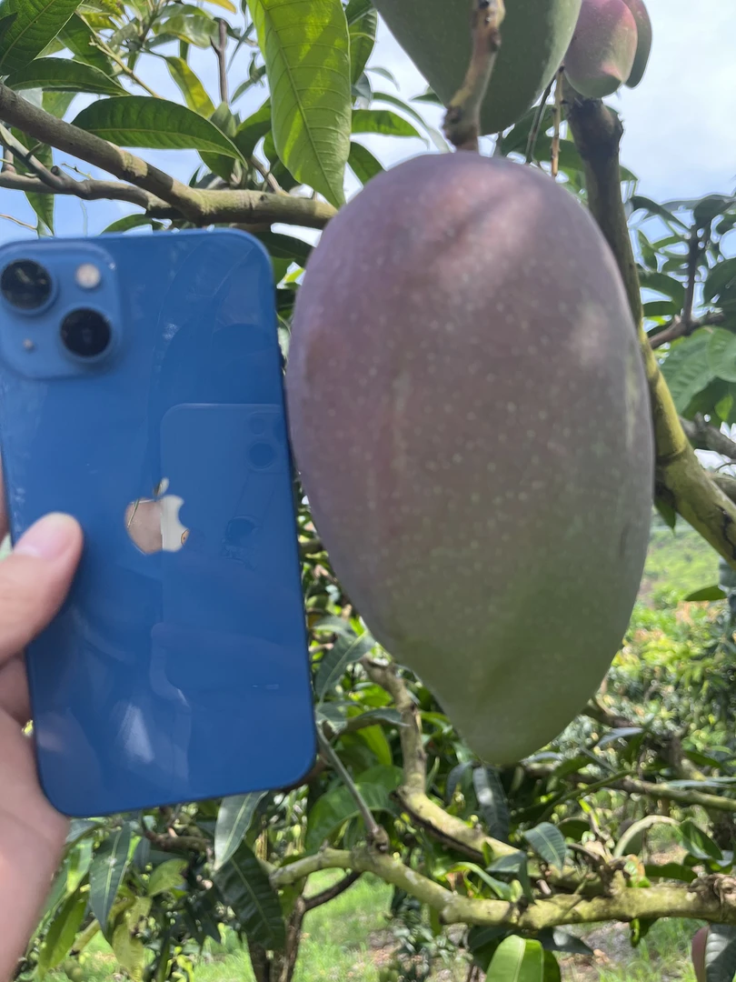 广西品质老树贵妃芒个头大果汁多