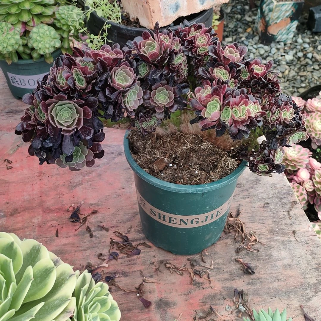 雨**?多肉法师锦欧紫朵朵缀化