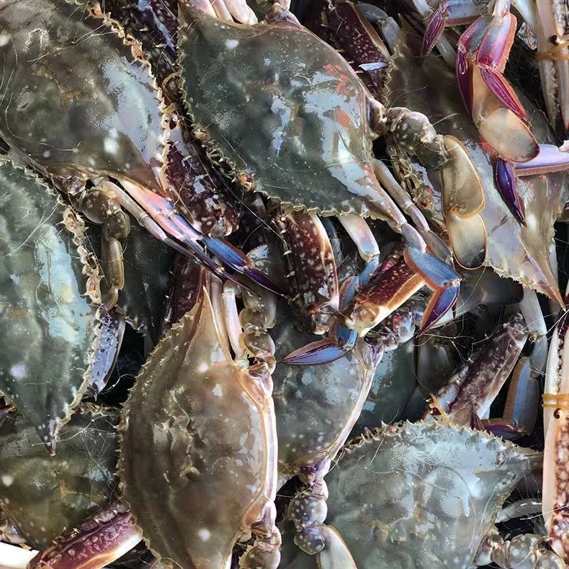 顺丰鲜活公母混发液氮速冻4斤2-4两/只 锄头专属12