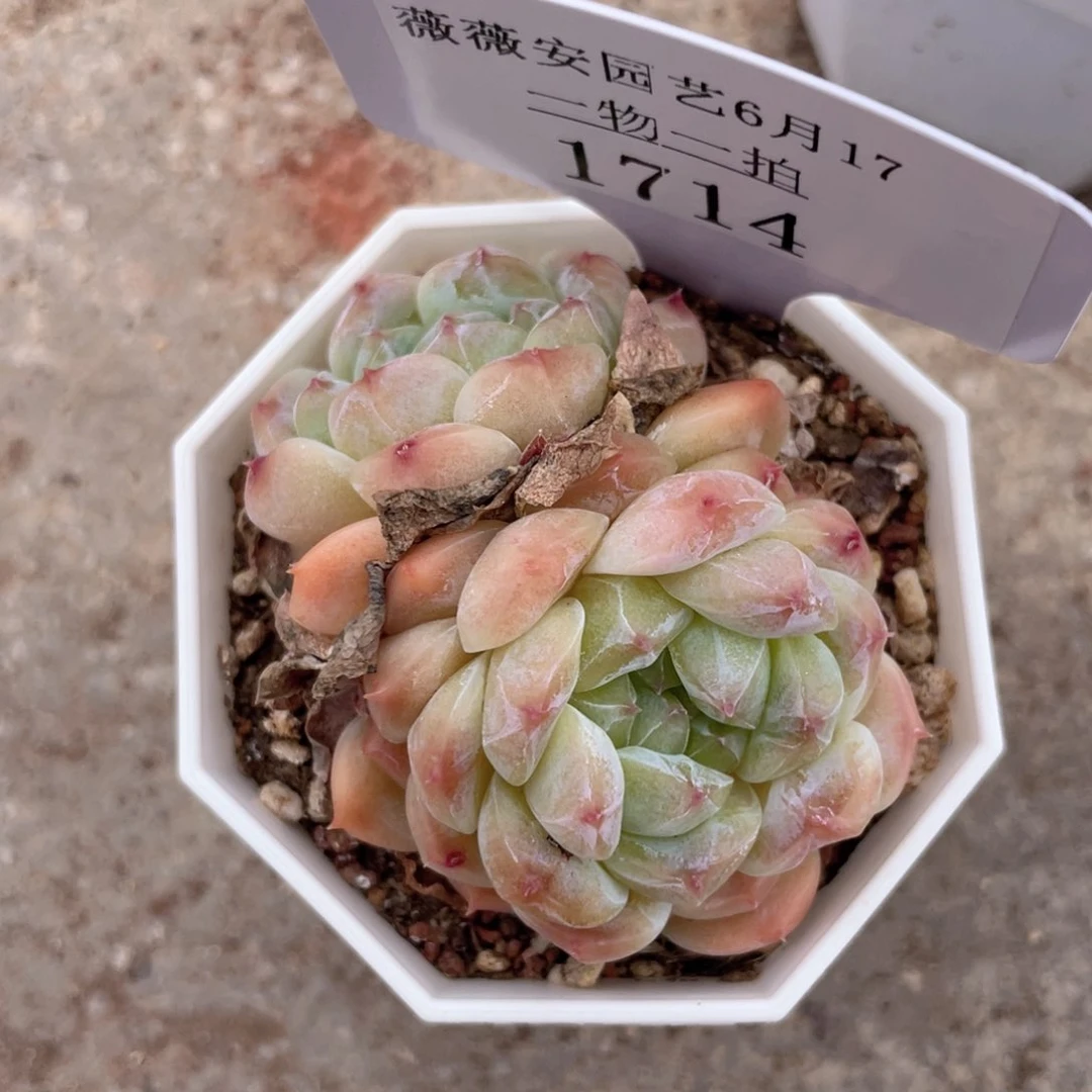 薇薇安园艺多肉1714