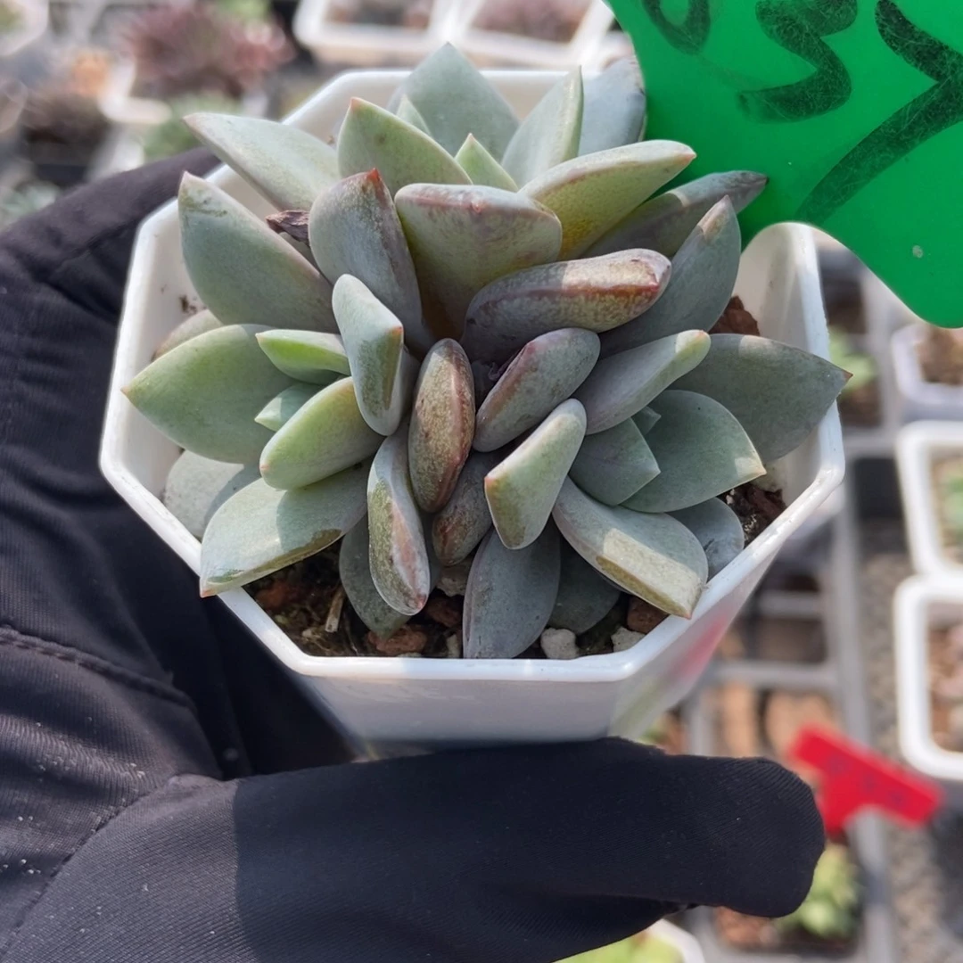 837德国香槟多肉植物