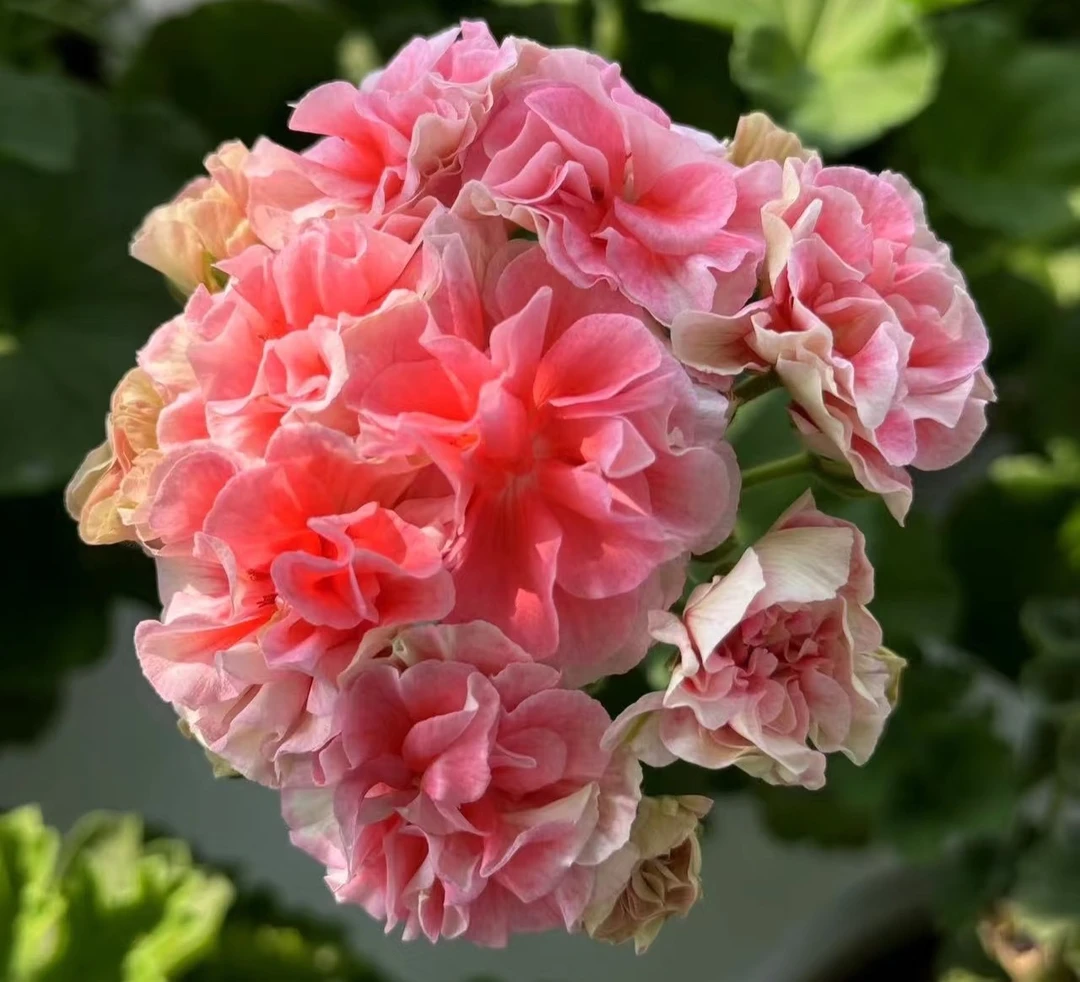 甜心麻薯——矮桩勤花品种—重瓣中苗发货包对版