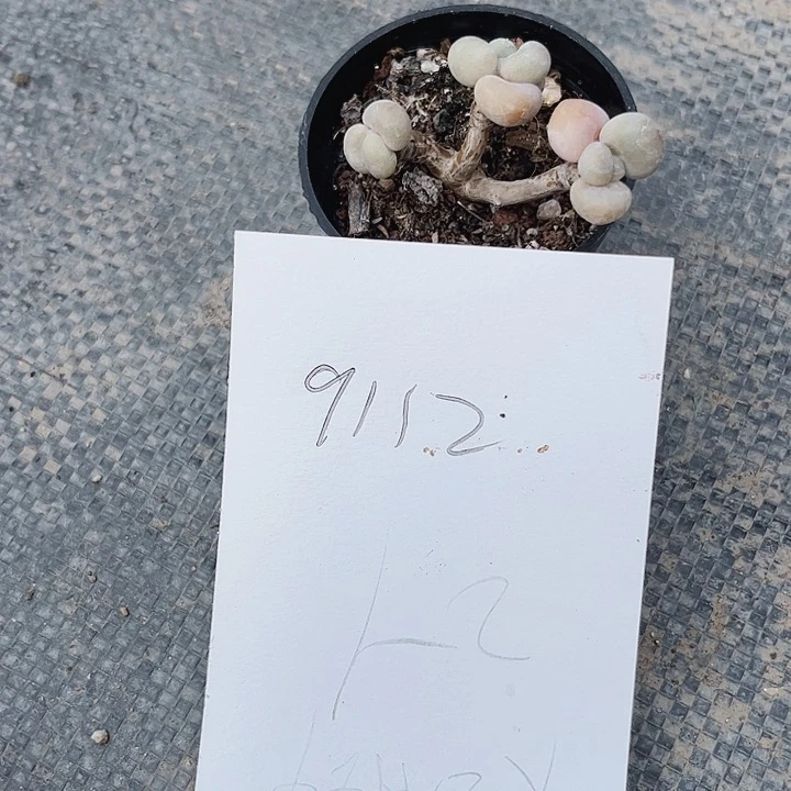 冰*9112密密麻麻密密麻麻