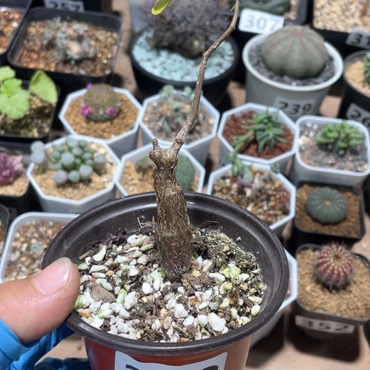 292沙漠苏木块根