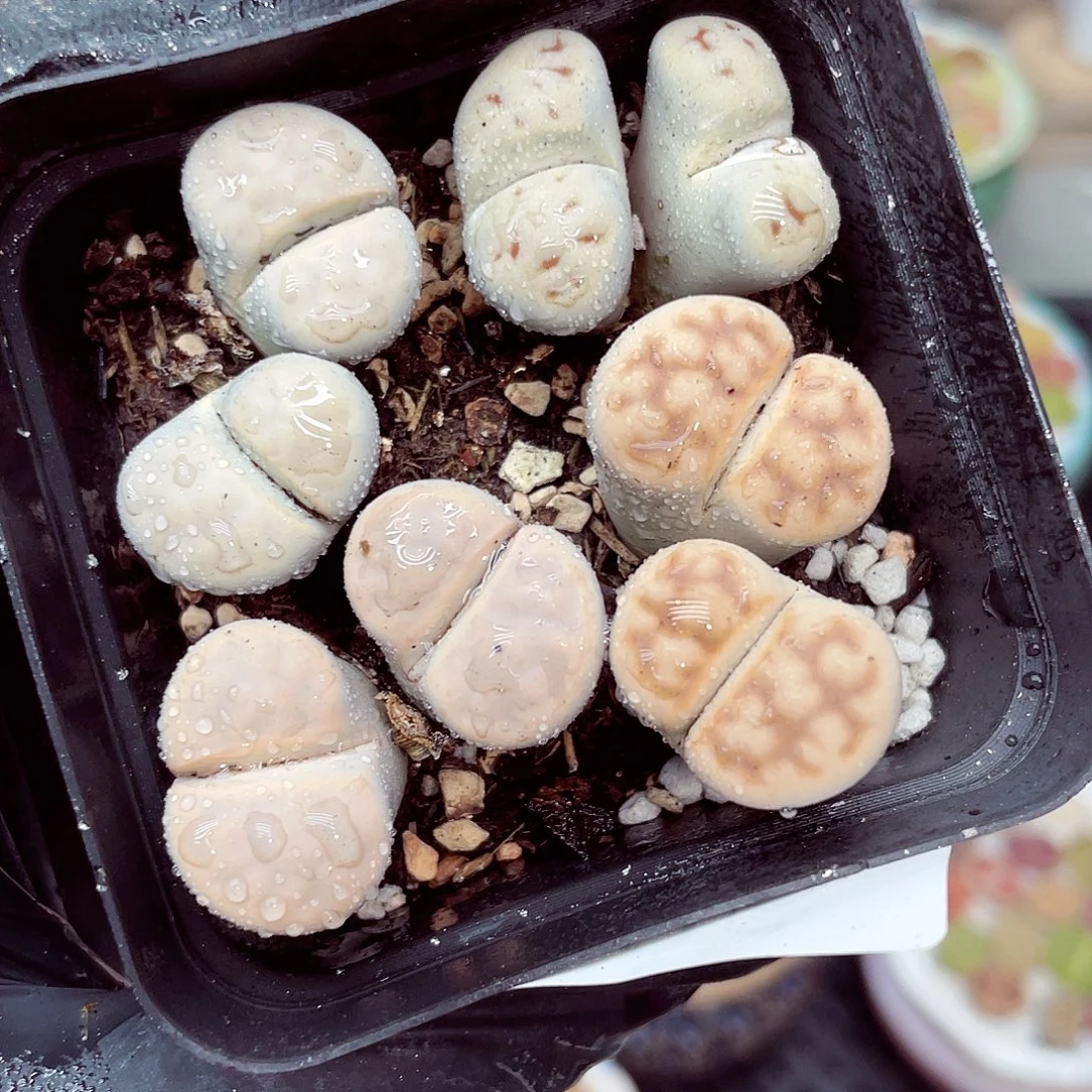 生石花18包邮0924-86