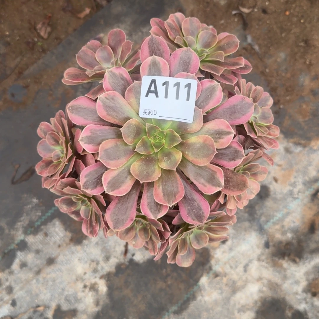 美杜莎一物一拍111