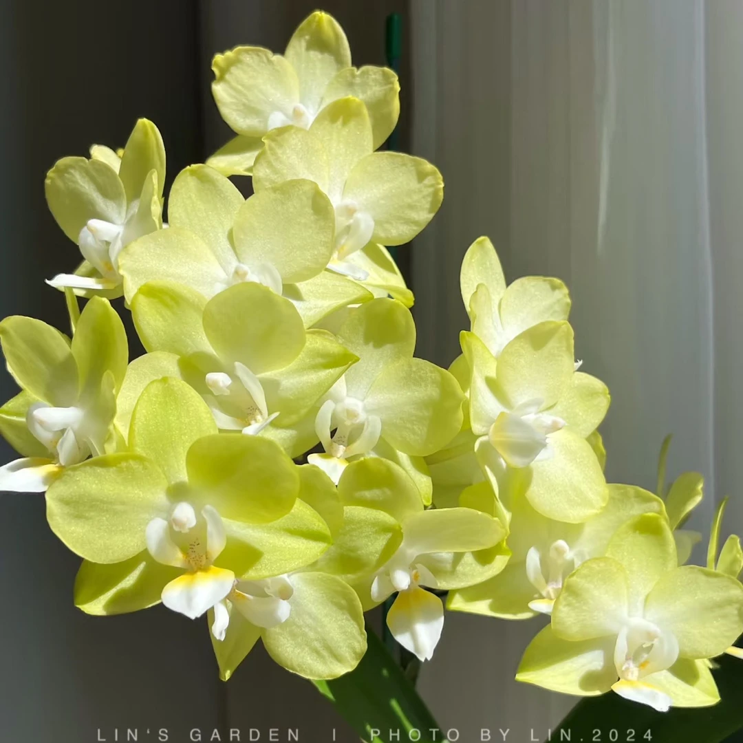 2.8寸杯带花剑《薄荷糖》蝴蝶兰花苗