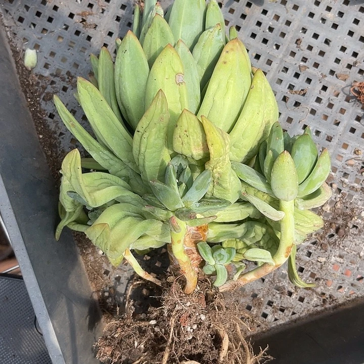 晨语多肉，一物一拍歌