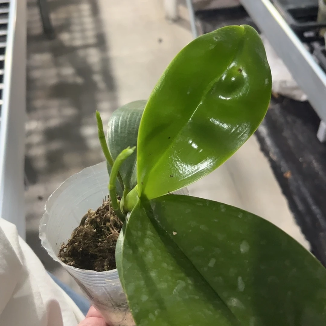 无花朵红蜻蜓公主