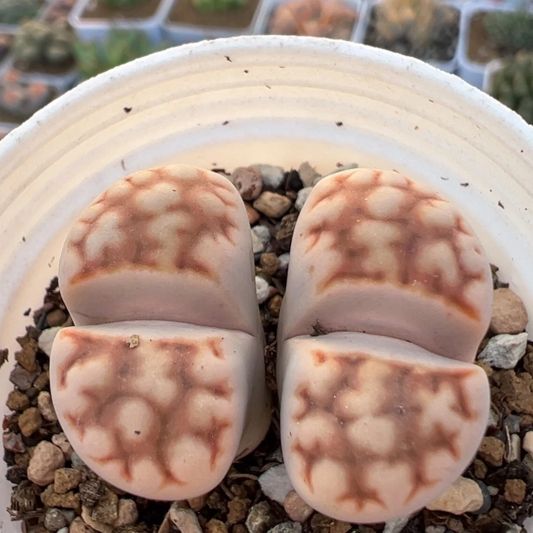 300多肉植物百科植物