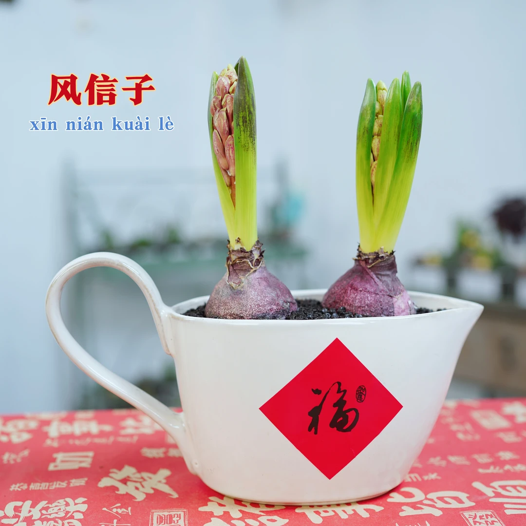 风信子种球带盆栽种好发货开花植物浓香型好看易养四季观赏植物