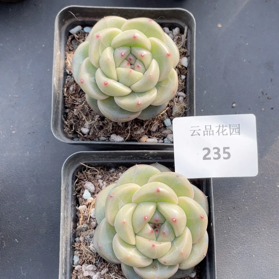 W****尼235号糖心冰心珍妮2