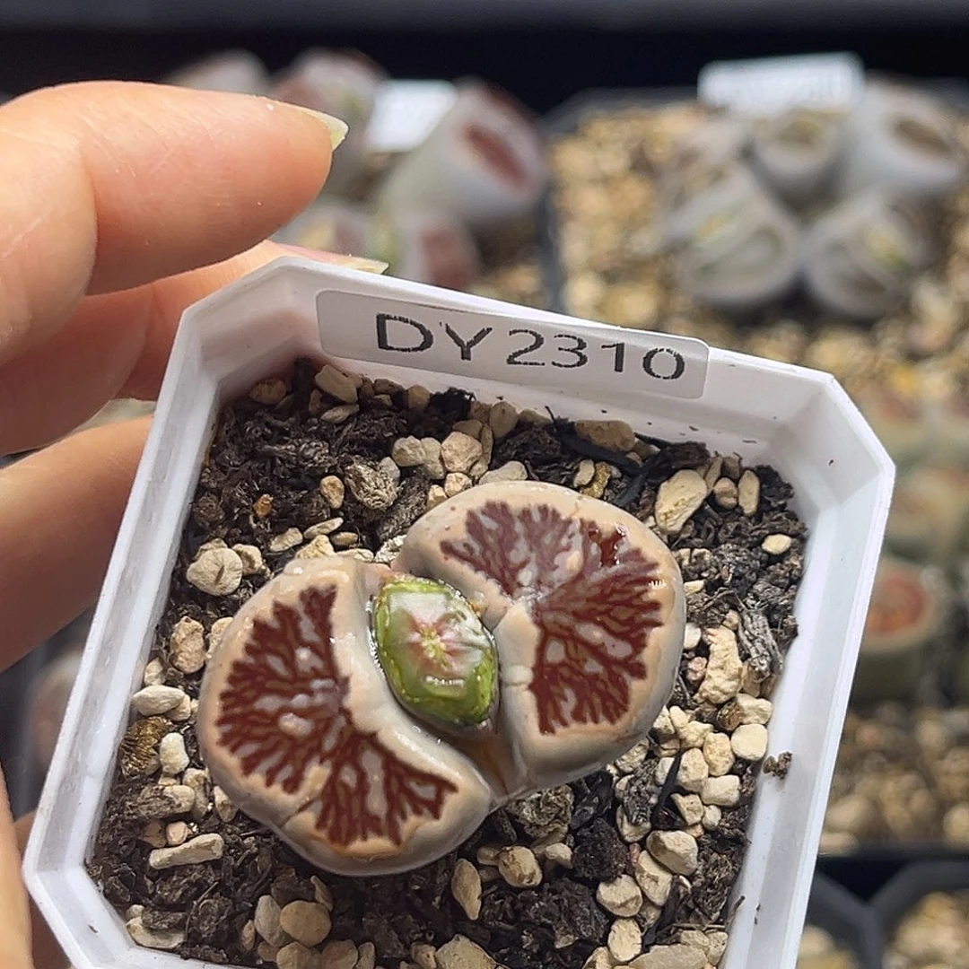 一物一拍红窗菊2310