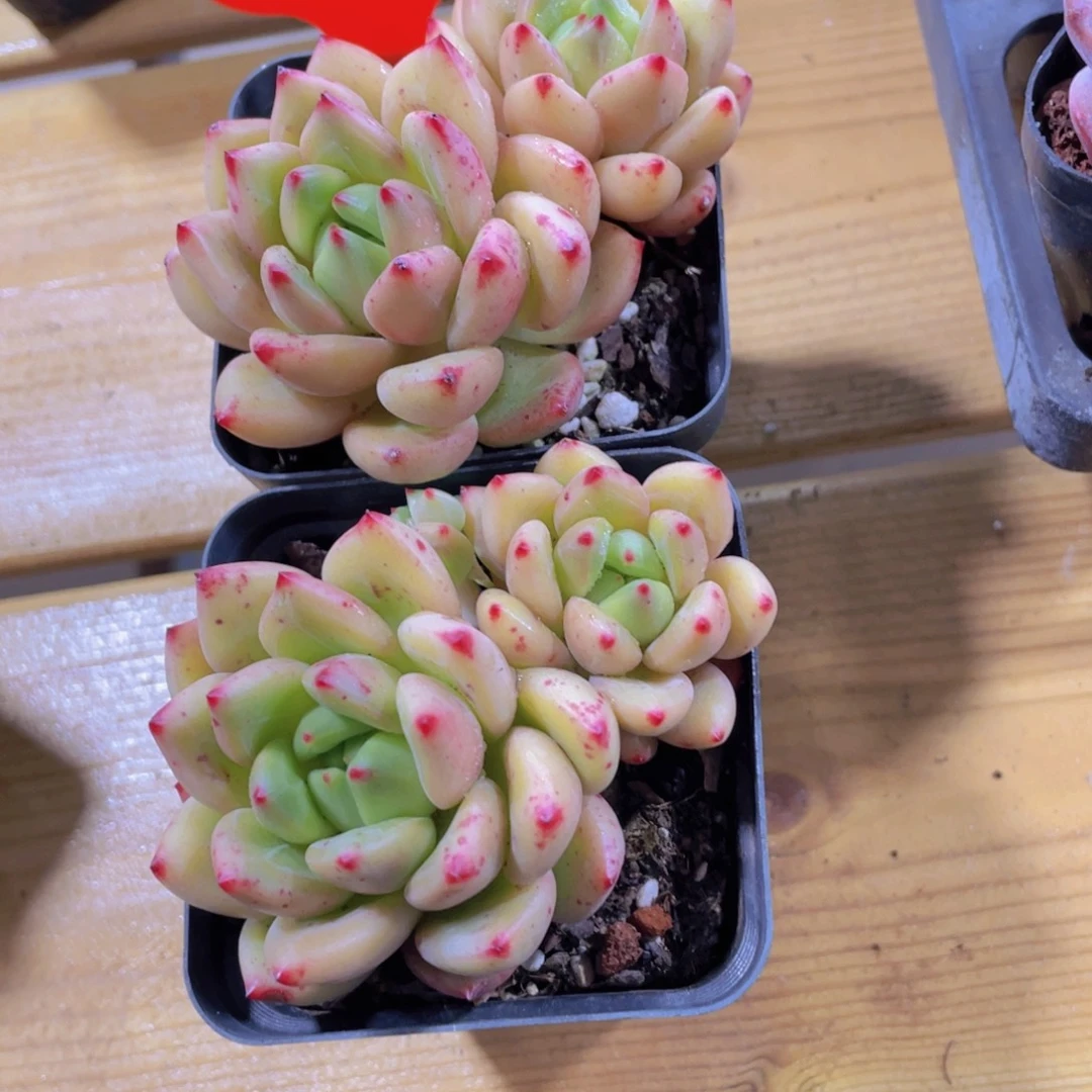 264号 飘枝黄金美人新品一颗