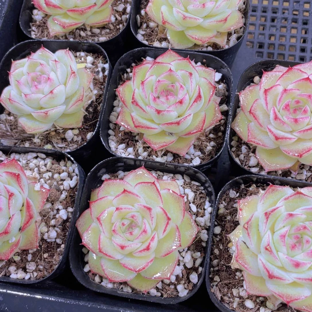 1411号 宽叶果冻珍妮女王单头一个