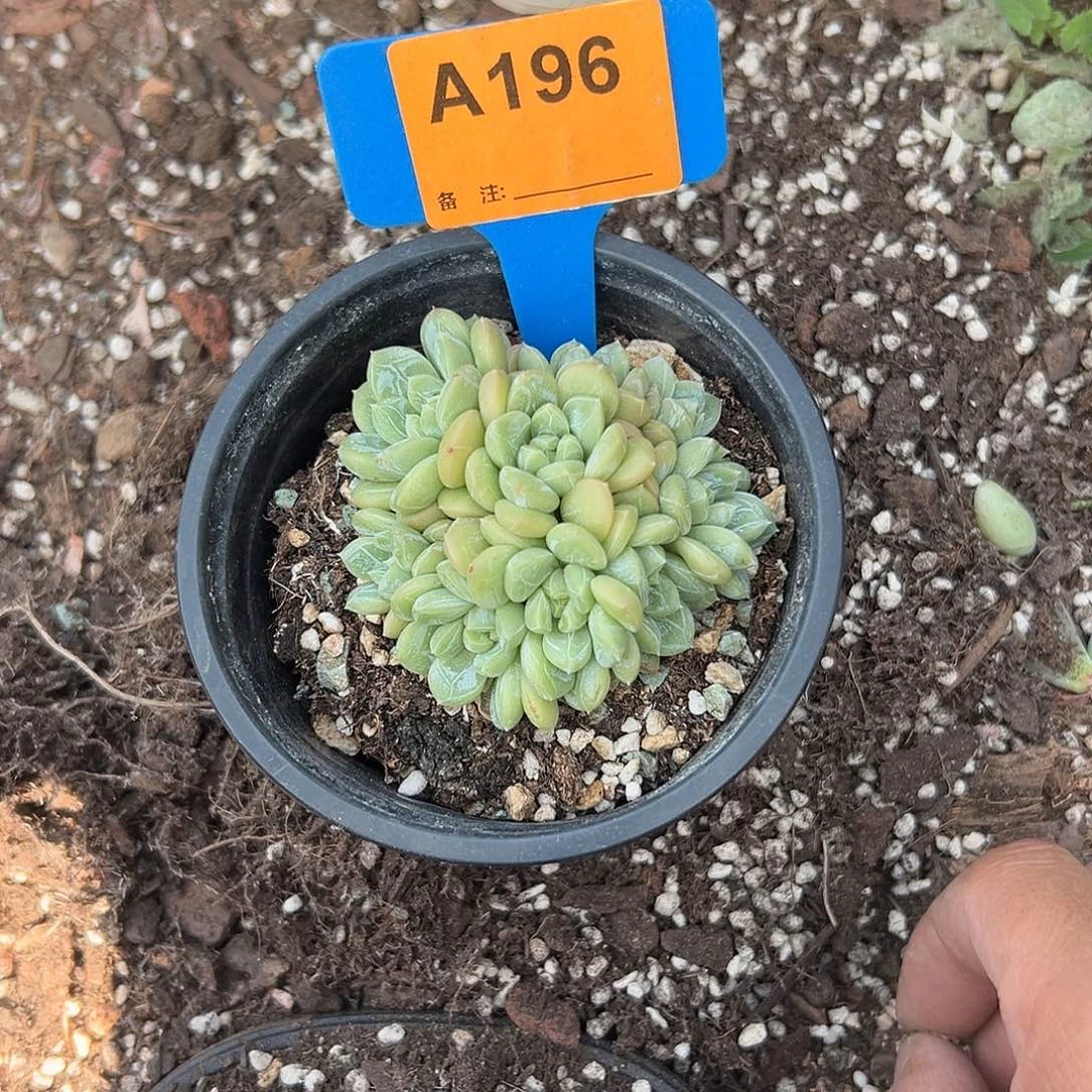 ༺***༻多肉植物一物一拍
