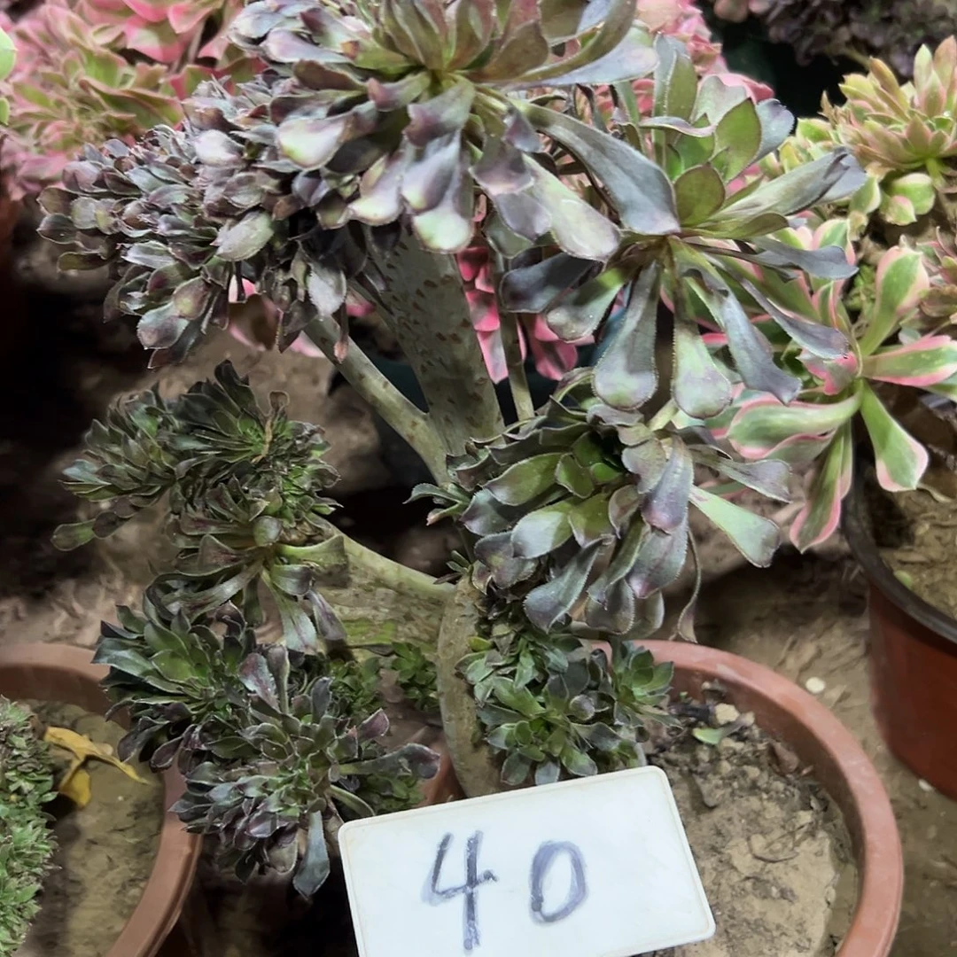 多肉植物会法师缀花40