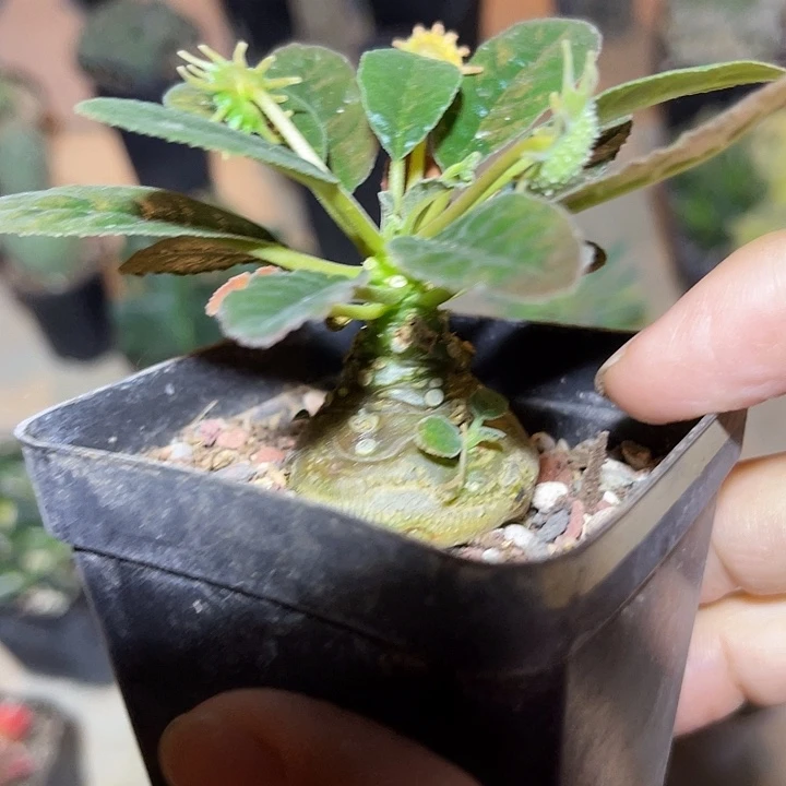 无花朵实生琉桑块根一物一拍
