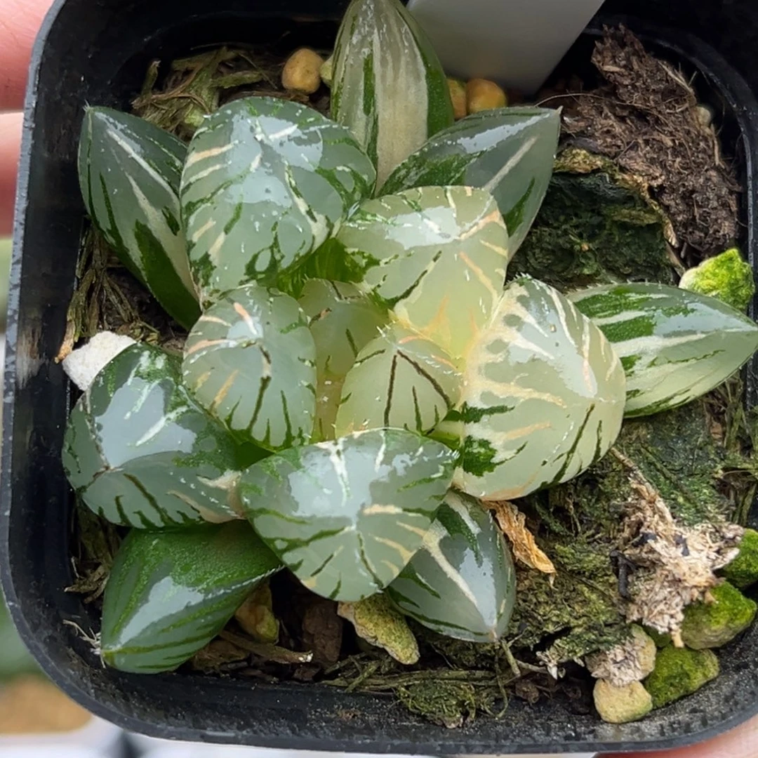 28巨大化OH玉露锦福利专场