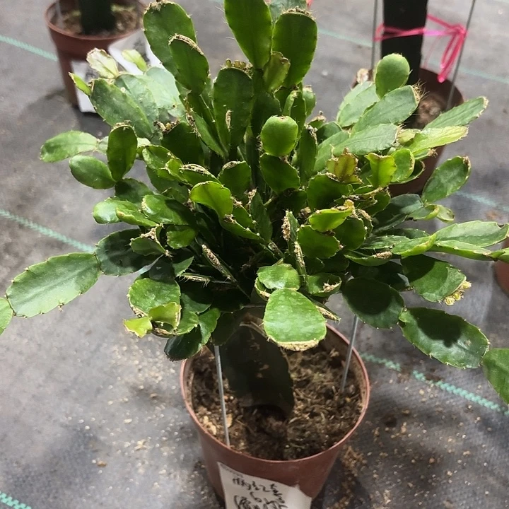两***喜当前无花栽培后可以开花