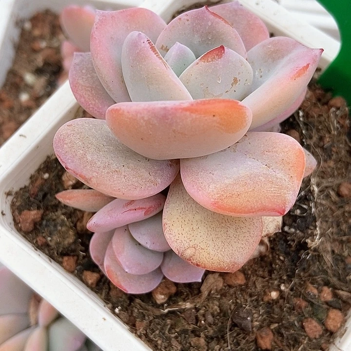 多肉植物奶茶942