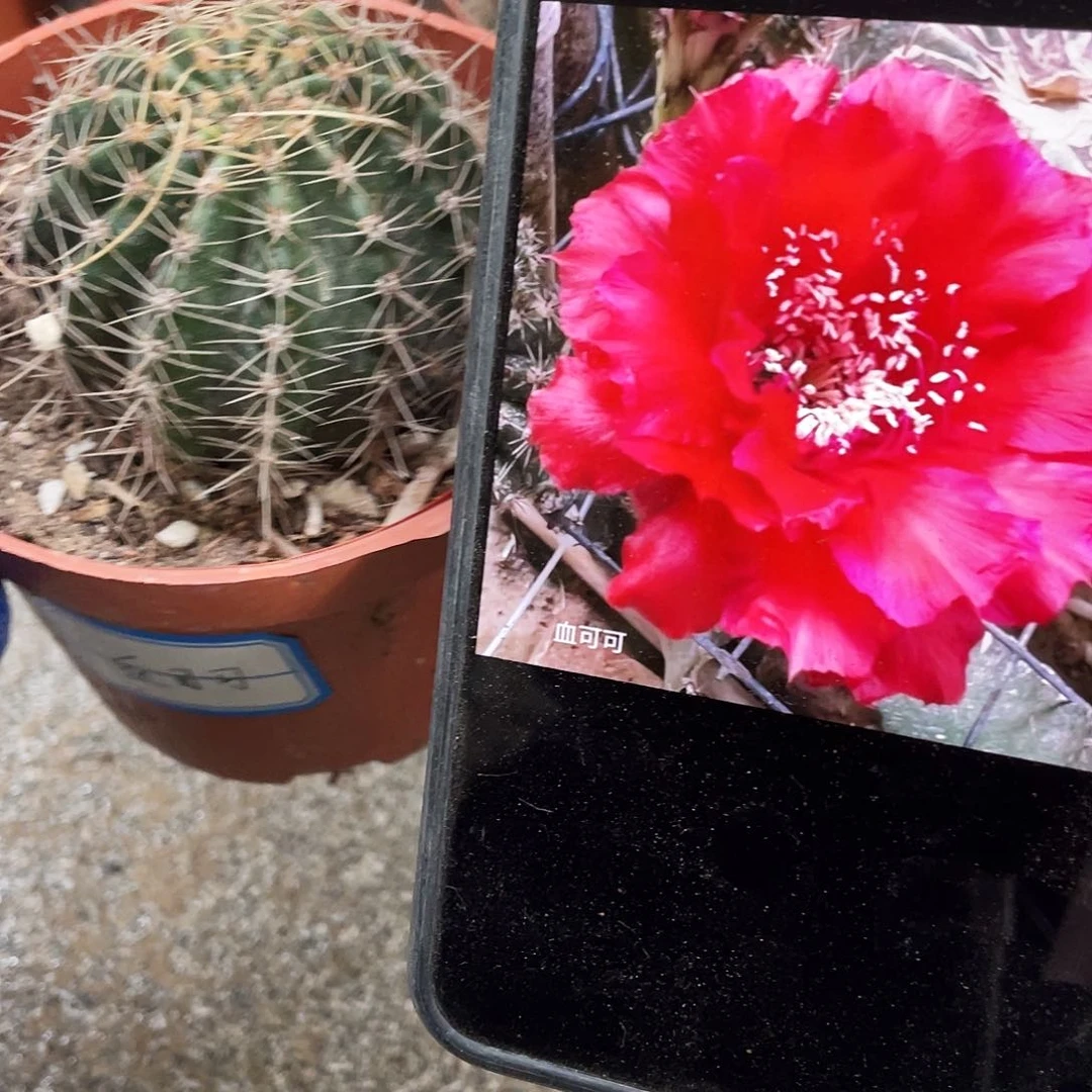 血可可自根球5公分以上满18包邮