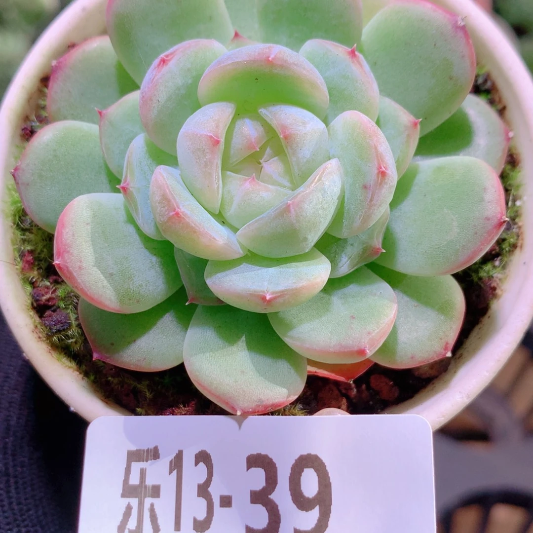 乐然13-39 新品单头